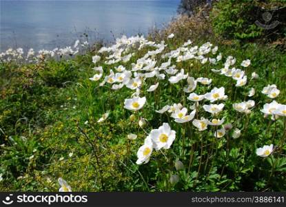 Snowdrop Anemones wildflowers by the coast at the swedish island Oland in the Baltic Sea