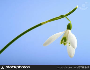 Snowdrop flower (Galanthus nivalis) on blue background. Macro.