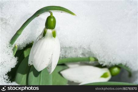 Snowdrop flower in a snow. Close up macro shot