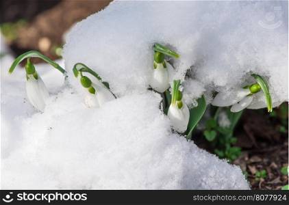 Snowdrop flower in a snow. Close up macro shot