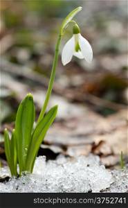 Snowdrop flower in springtime .