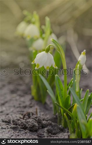 Snowdrop flower with soft background. Growing snowdrops in a forest.. Snowdrop flower in nature