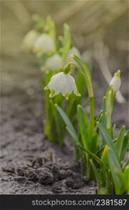 Snowdrop flower with soft background. Growing snowdrops in a forest.. Snowdrop flower in nature