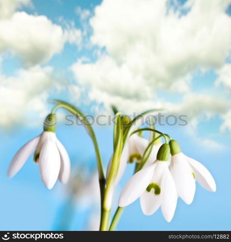 Snowdrop flowers closeup on blue