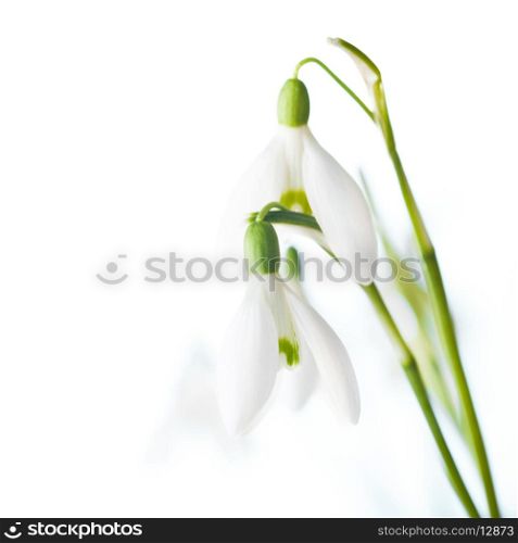 Snowdrop flowers closeup on white