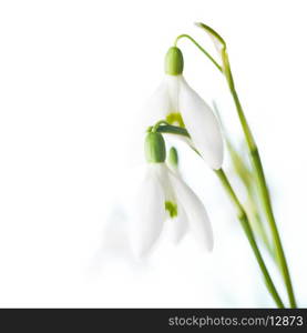 Snowdrop flowers closeup on white