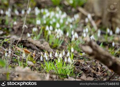 Snowdrop flowers growing in a forest in the springtime between twigs and branches