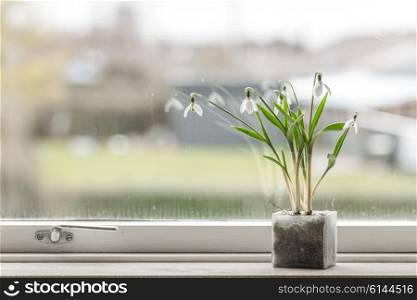 Snowdrop flowers in a dirty window in the spring