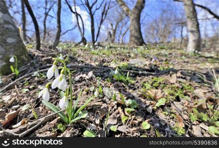 Snowdrop flowers in morning time in forest