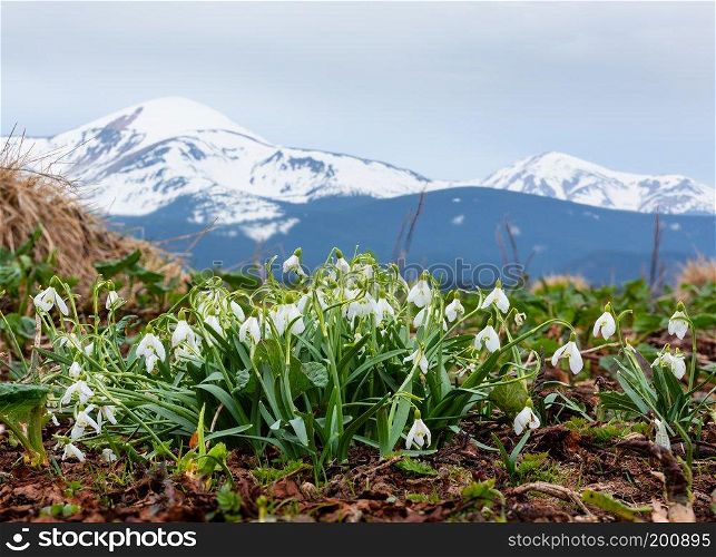 Snowdrop flowers in spring Carpathian mountains, Ukraine, Europe. Multi-shots stitch image with great depth of field (sharpness).