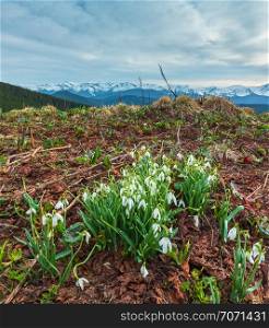 Snowdrop flowers in spring Carpathian mountains, Ukraine, Europe. Multi-shots stitch image with great depth of field (sharpness).