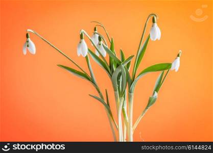 Snowdrop flowers isolated on orange background