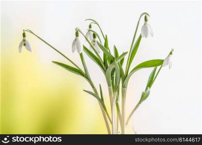 Snowdrop flowers on a fresh background in the spring