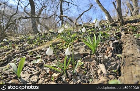 snowdrop flowers on field in spring time