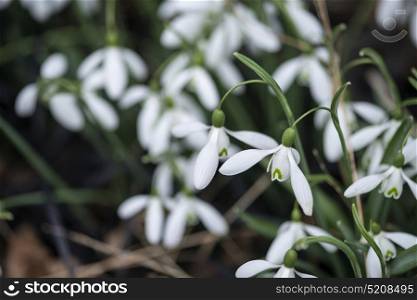 Snowdrop galanthus flowers in full bloom in Spring forest
