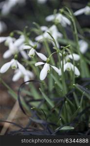 Snowdrop galanthus flowers in full bloom in Spring forest
