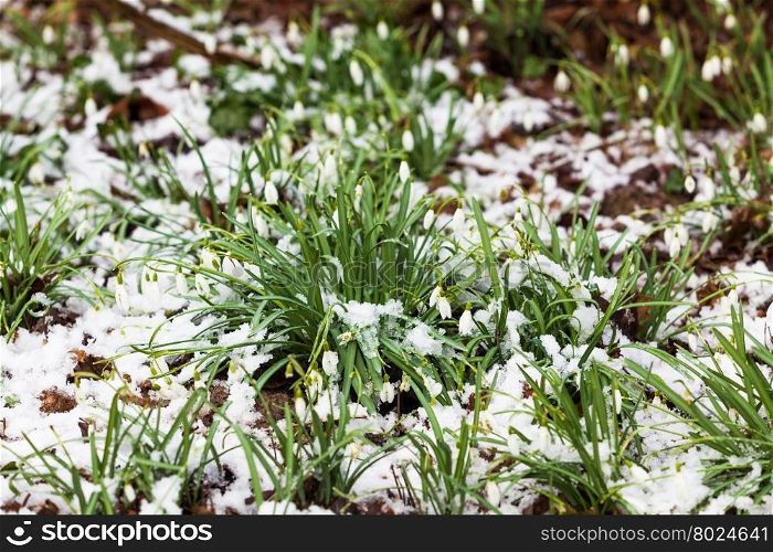 snowdrop, Galanthus nivalis. first spring flowers, snowdrops in garden