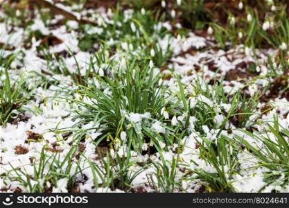 snowdrop, Galanthus nivalis. first spring flowers, snowdrops in garden