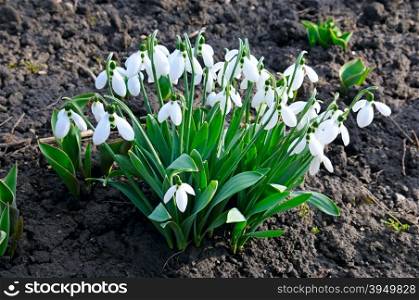 snowdrop on the background of the soil