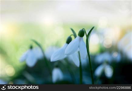 Snowdrop or Common snowdrop (Galanthus nivalis) flowers. Wild white flowers with morning light bokeh on Springtime.