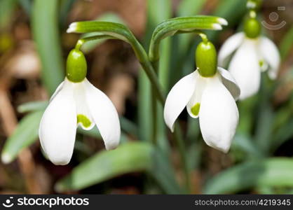 snowdrop. snowdrop, Galanthus nivalis