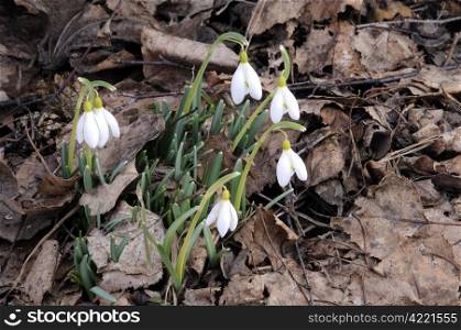 Snowdrop. Spring. Blossoming first flower.