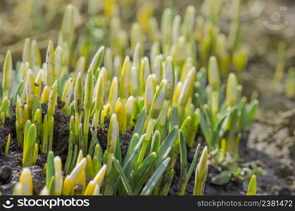 Snowdrop spring flowers. White delicate snowdrop flower. White snowdrops in garden.