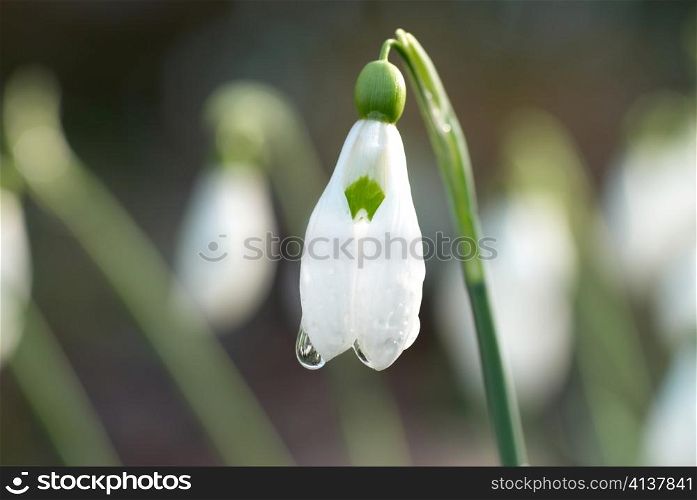 Snowdrop- spring white flower with soft background