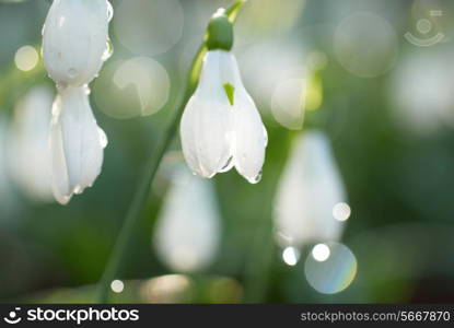 Snowdrop- spring white flower with soft background