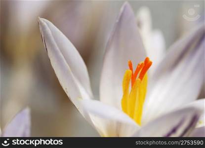Snowdrop. The first spring flower. A photo close up