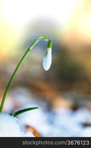 snowdrops