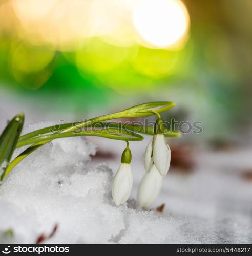 snowdrops