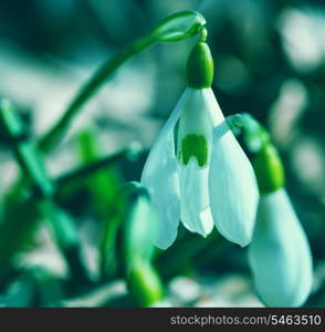 snowdrops