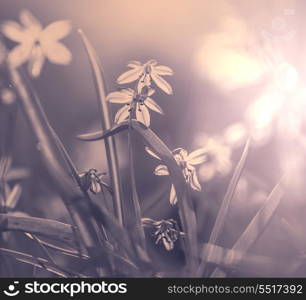 snowdrops