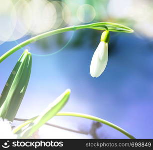 snowdrops