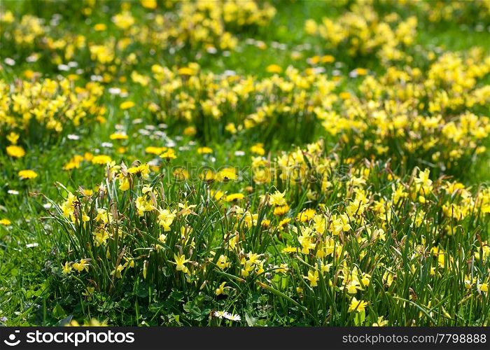 snowdrops and dandelions on the background of green grass