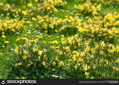 snowdrops and dandelions on the background of green grass