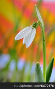 Snowdrops and water drops in garden