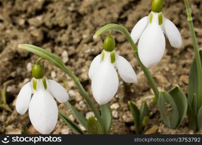 Snowdrops at spring time growing in the nature.