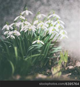 Snowdrops blooming, outdoor. Springtime flowers . Spring nature background. Retro toned