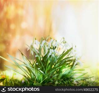 Snowdrops bunch on sunny spring garden background with bokeh