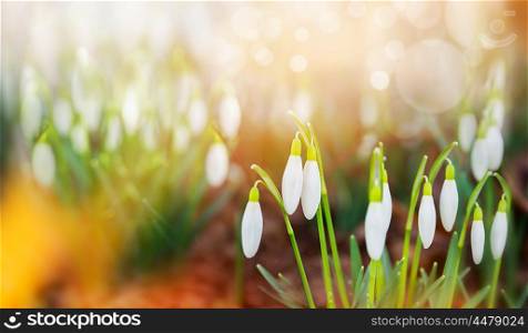 Snowdrops first spring flowers in garden or park over nature background, banner