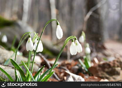 Snowdrops first spring flowers in the forest. Snowdrops first spring flowers