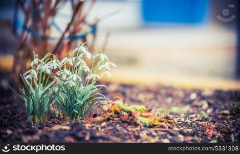 Snowdrops flowers at outdoor nature background . Springtime concept