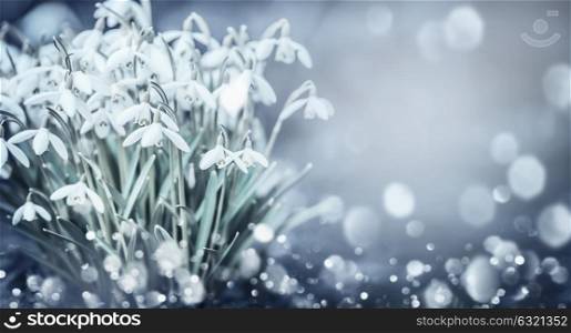 Snowdrops flowers at outdoor nature background with bokeh in garden, park or forest, front view. Springtime concept