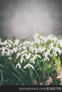 Snowdrops flowers blooming at wall background, spring outdoor nature