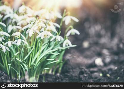 Snowdrops flowers with sun rays, outdoor springtime