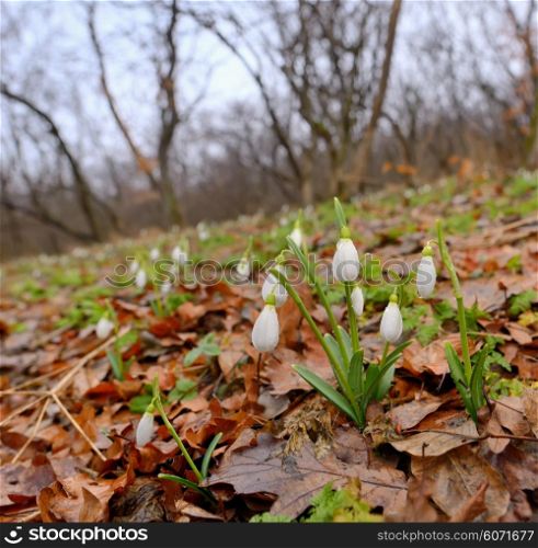 Snowdrops growing on a forest in spring time