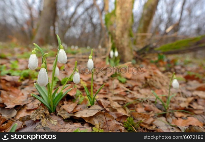 Snowdrops growing on a forest in spring time