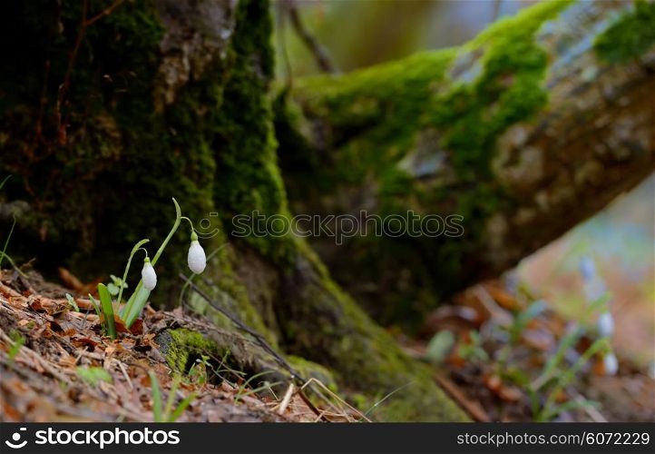Snowdrops growing on a forest in spring time